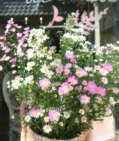 (Hoa Lẻ) Hoa Thạch Thảo