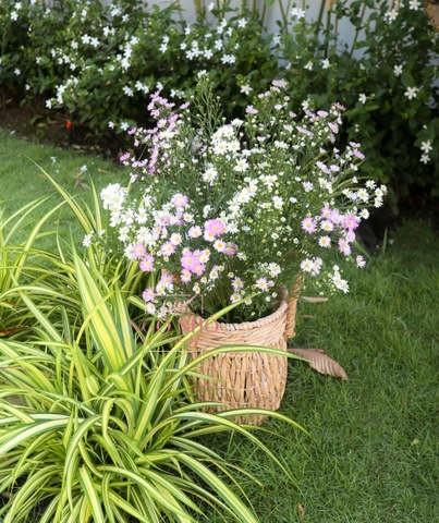 (Hoa Lẻ) Hoa Thạch Thảo