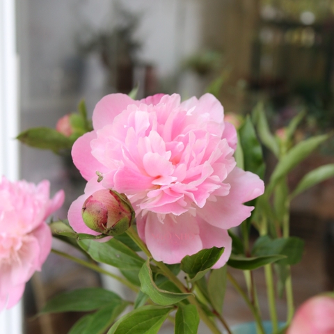 (Hoa Lẻ) Hoa Mẫu Đơn Côn Minh