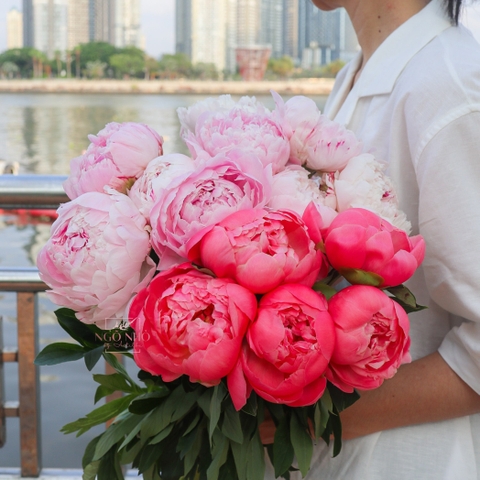 (Hoa Lẻ) Hoa Mẫu Đơn Nhập Khẩu