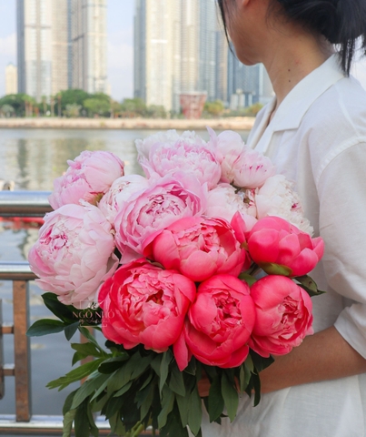 (Hoa Lẻ) Hoa Mẫu Đơn Nhập Khẩu