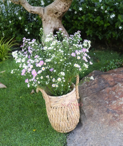 (Hoa Lẻ) Hoa Thạch Thảo