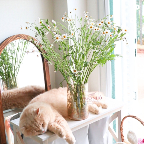 (Hoa Lẻ) Hoa Cúc Marguerite Nhập Khẩu