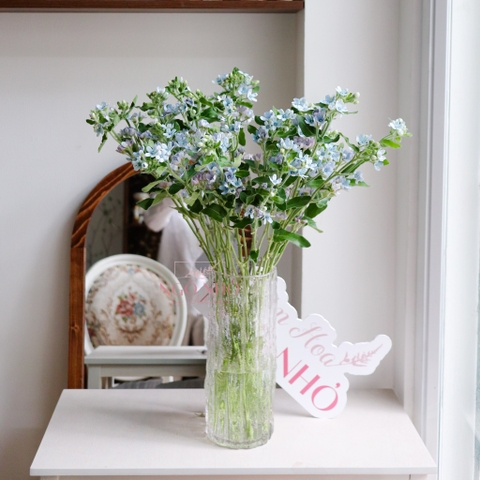 (Hoa Lẻ) Hoa Sao Xanh/ Lam Tinh Nhập Khẩu