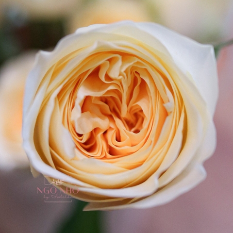 (Hoa Lẻ) Hoa Hồng ButterCup Vàng Nhạt