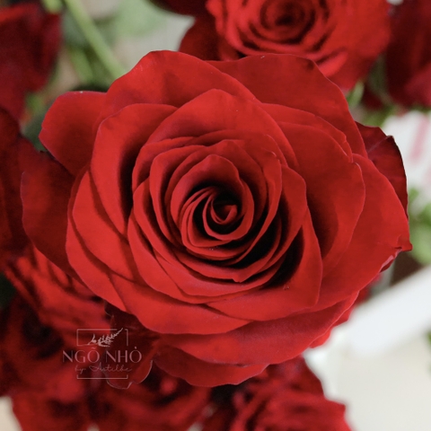 (Hoa Lẻ) Hoa Hồng Ecuador Giống Ngoại Trồng Đà Lạt