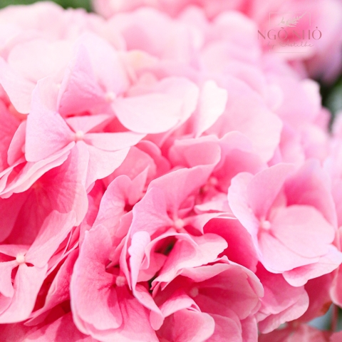 (Hoa Lẻ) Cẩm Tú Cầu Nhập Khẩu Hà Lan | Đủ Màu