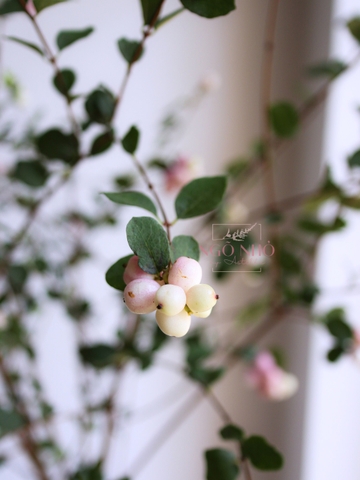 (Hoa Lẻ) Cành Quả Dâu Tuyết Hồng Nhập Khẩu