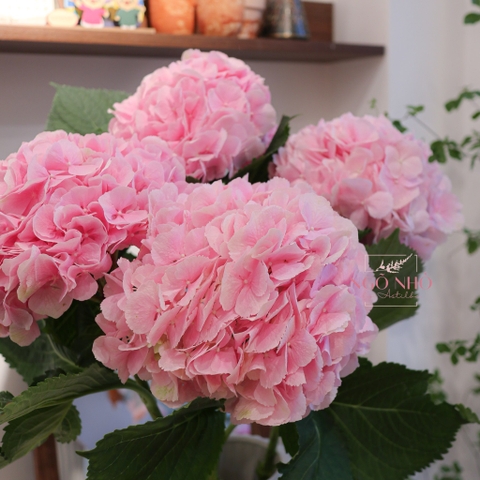 (Hoa Lẻ) Cẩm Tú Cầu Nhập Khẩu Hà Lan | Đủ Màu