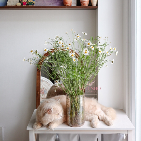 (Hoa Lẻ) Hoa Cúc Marguerite Nhập Khẩu