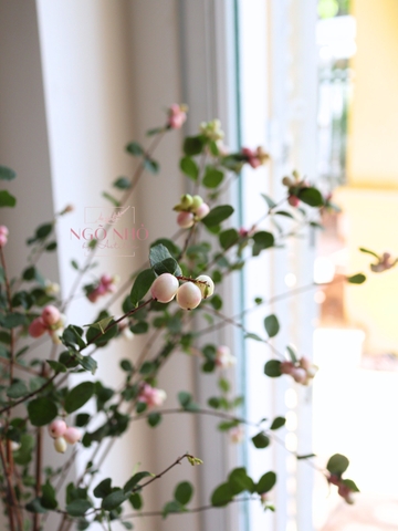 (Hoa Lẻ) Cành Quả Dâu Tuyết Hồng Nhập Khẩu