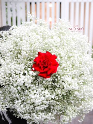 Bó Hoa Babi Trắng | 1 Bông Hồng Ecuador Đỏ