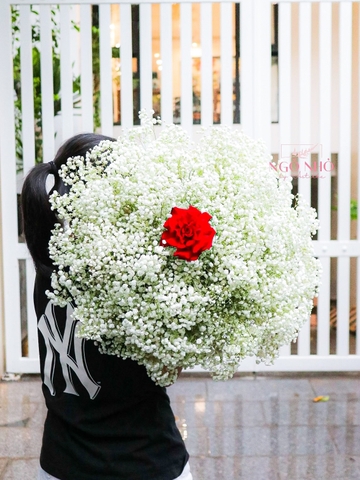 Bó Hoa Babi Trắng | 1 Bông Hồng Ecuador Đỏ