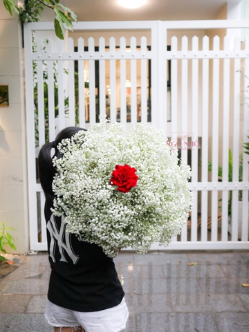 Bó Hoa Babi Trắng | 1 Bông Hồng Ecuador Đỏ