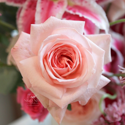 (Hoa Lẻ) Hoa Hồng Ohara Thơm Ngất Ngây