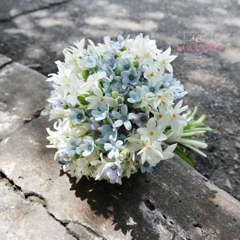 Hoa Cưới Dáng Tròn Sao xanh, Thủy tiên Daffodil