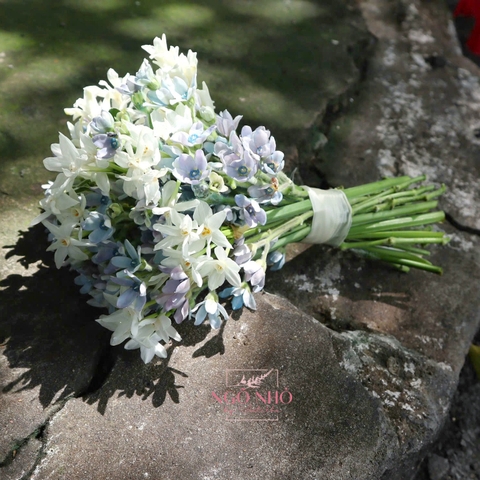 Hoa Cưới Dáng Tròn Sao xanh, Thủy tiên Daffodil