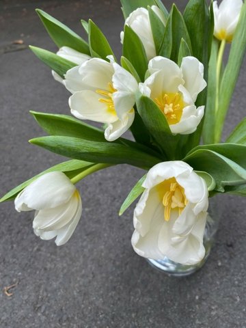 Tulip trắng Hà Lan