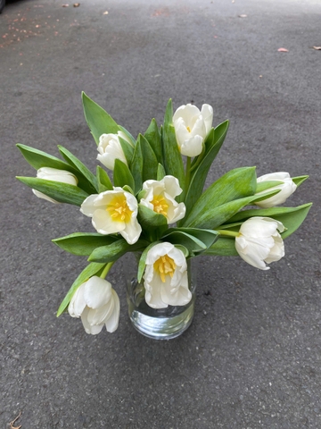 Tulip trắng Hà Lan