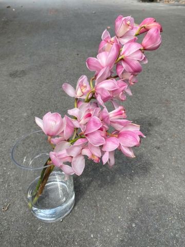 Địa lan Hồng Đà Lạt