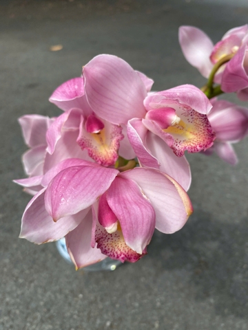 Địa lan Hồng Đà Lạt