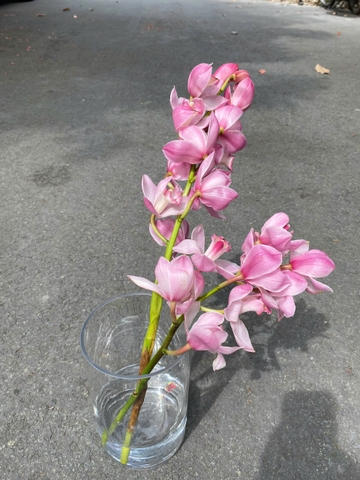 Địa lan Hồng Đà Lạt