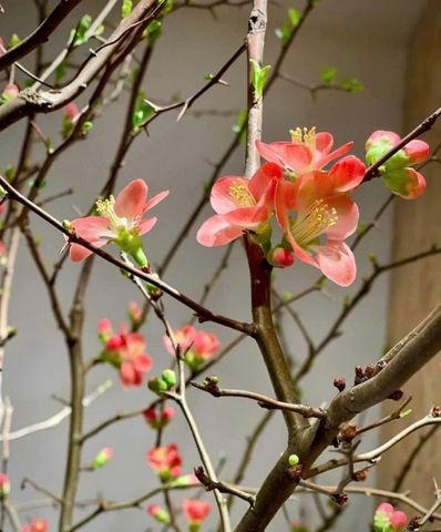 Đào cam Chaenomeles superba (Hà Lan)