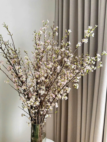 Anh Đào Sakura (Nhật Bản)