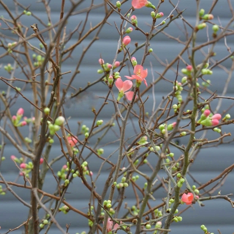 Đào cam Chaenomeles superba (Hà Lan)