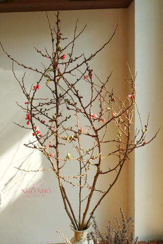 Đào cam Chaenomeles superba (Hà Lan)