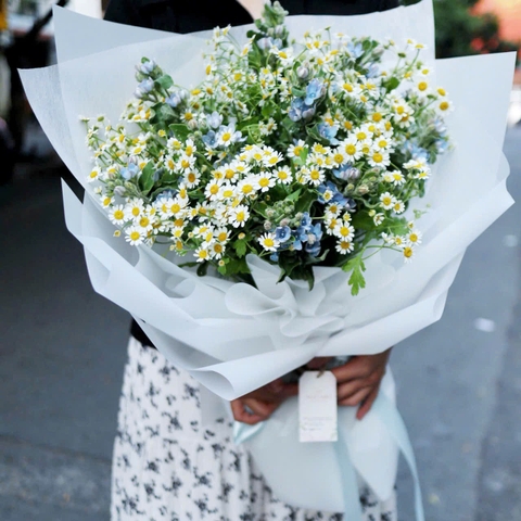 Bó sao xanh mix tana