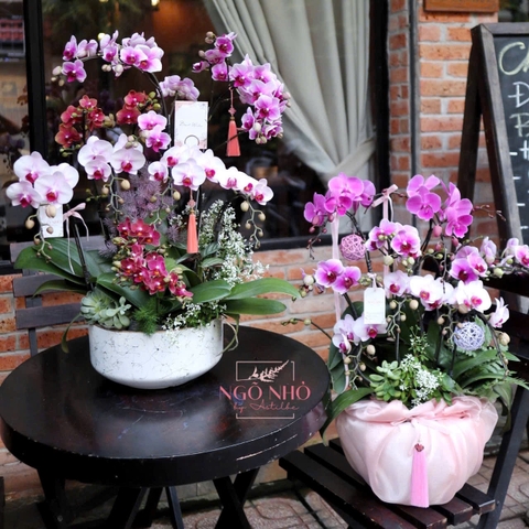 Chậu lan hồ điệp mini hồng