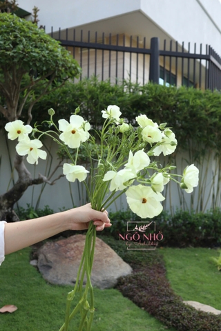 (Hoa lẻ) Mao lương cánh bướm kem