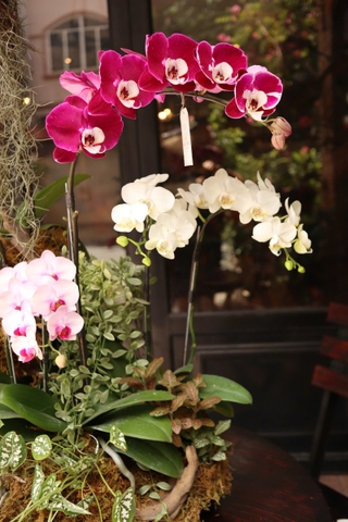 Mẫu Lan Hồ Điệp lên lũa