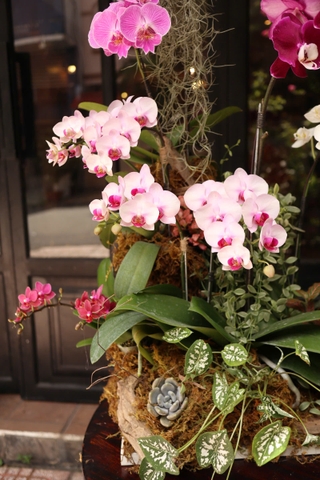 Mẫu Lan Hồ Điệp lên lũa