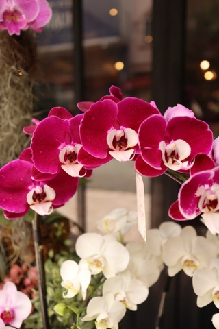 Mẫu Lan Hồ Điệp lên lũa