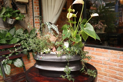 Chậu cây mix tiểu cảnh