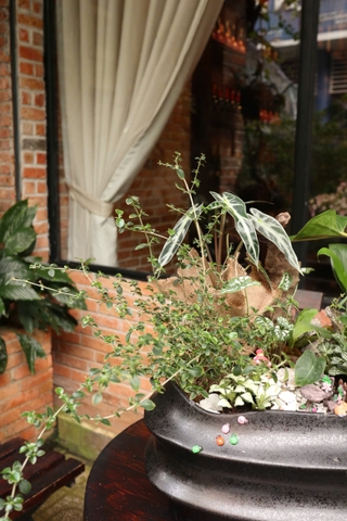 Chậu cây mix tiểu cảnh