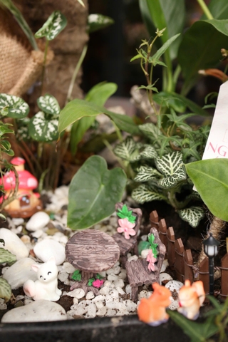 Chậu cây mix tiểu cảnh