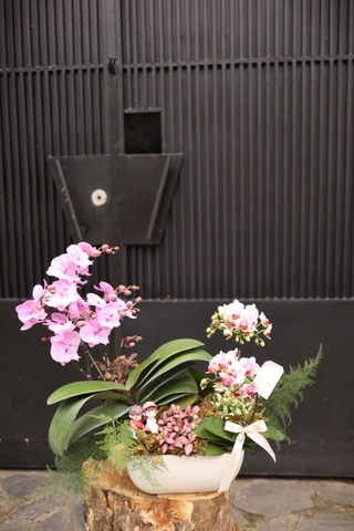 Chậu lan hồ điệp mix tiểu cảnh, decor couple in love