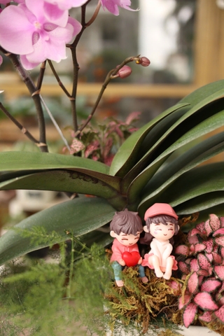 Chậu lan hồ điệp mix tiểu cảnh, decor couple in love