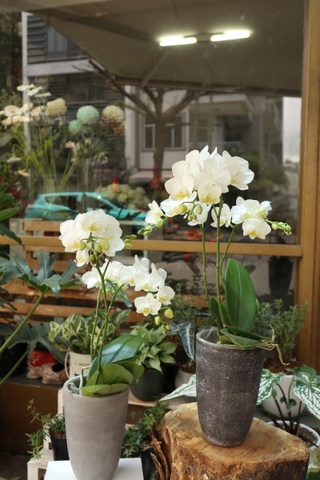 Chậu lan hồ điệp trắng vs bình xi măng cao