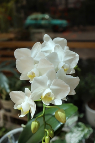 Chậu lan hồ điệp trắng vs bình xi măng cao