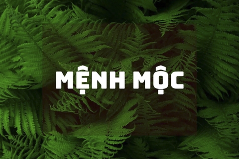 Mệnh Mộc hợp màu gì? Vòng tay phong thuỷ cho người mệnh Mộc