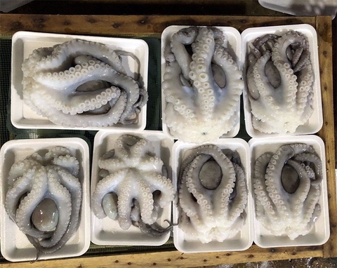 Bạch Tuộc Mada Xanh: 