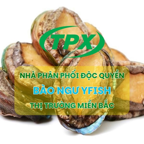 Bào Ngư Yfish Nhập Khẩu: Tại Sao Đang Là Lựa Chọn Số 1 Của Nhà Hàng Cao Cấp Miền Bắc?