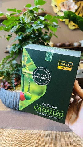 Trà cà gai leo 