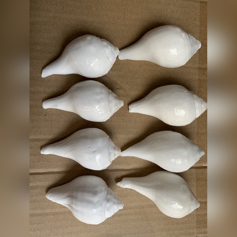 ỐC PHÁP LOA NHỎ