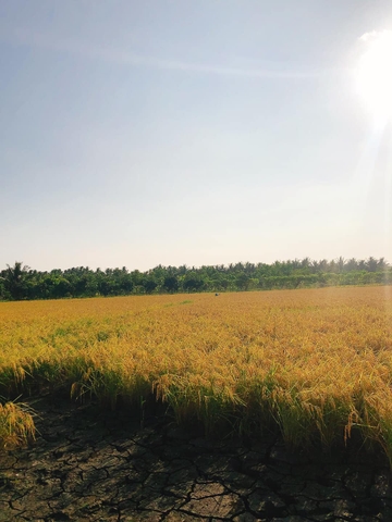 Gạo xát dối hữu cơ ST25 - chứng nhận hữu cơ USDA, JAS, EU