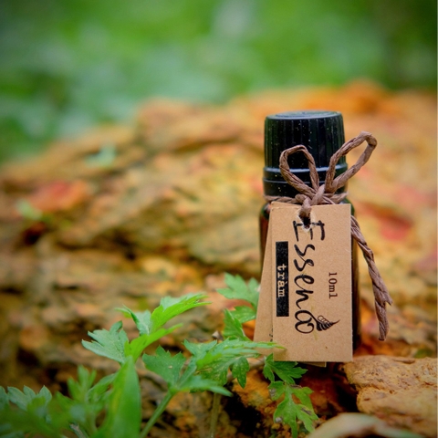 Tinh dầu Tràm Gió (10ml) - VietHerb (Esseno)